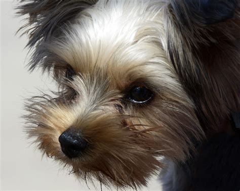 10 most popular designer dogs.